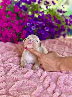 Pit bul pitbully