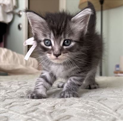 Prelepi main coon mačići