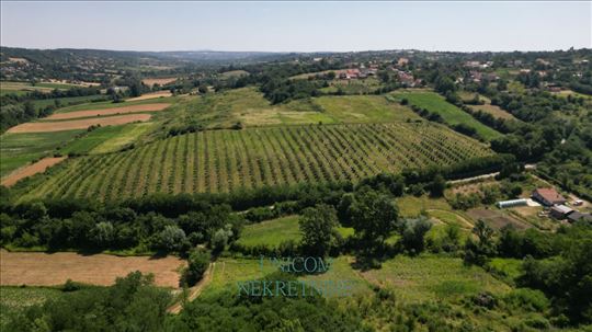 3,2 ha Vranić - zasad lešnika