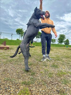  Cane corso Kane korso parenje.