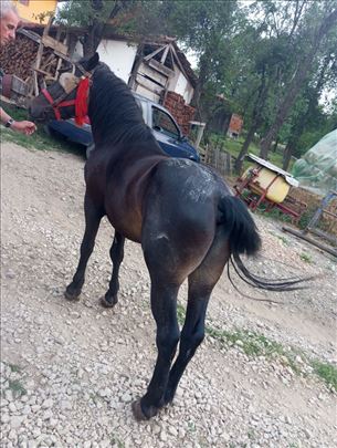 Konj 