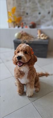 Labradoodle