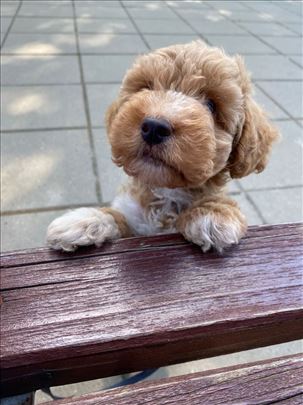 Maltipoo