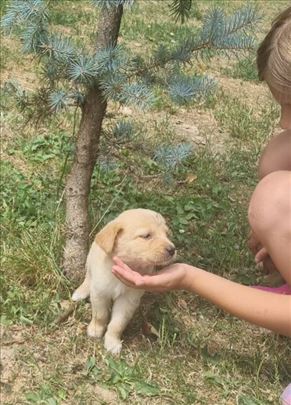 Medeni štenci mešanci retrivera
