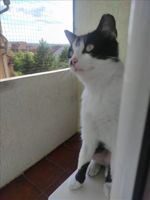 Mešanac, mlada mačka