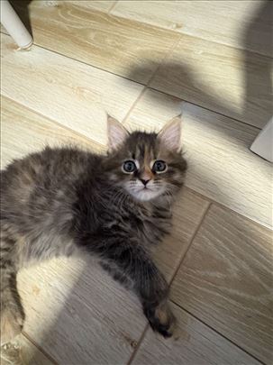 Maine Coon, mače
