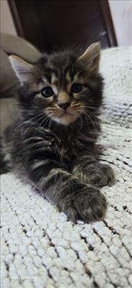 Maine Coon, mače