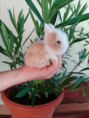 Patuljasti kunići Lavlja glava