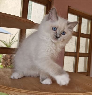Ragdoll, mače