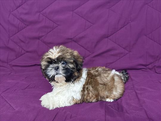Čistokrvni Ši Cu (Shih Tzu) štenci