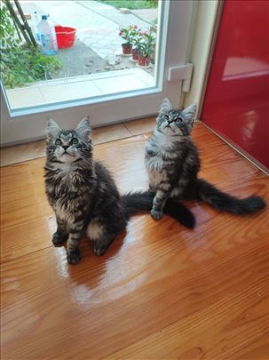 Maine Coon, mačići (Akcija)
