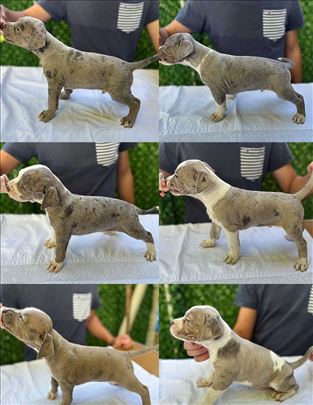 Pit bull, pitbull, american bully