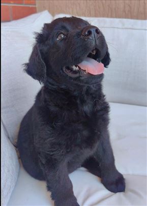 4 steneta labrador/retriver na poklon