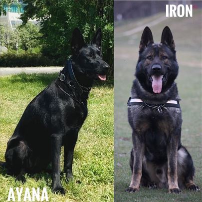 Nemački ovčar štenci