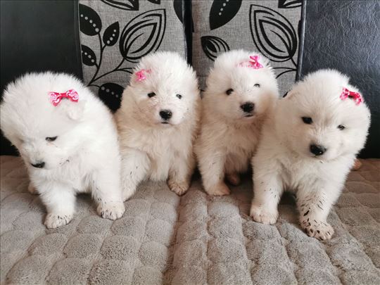 Samojed štenci na prodaju