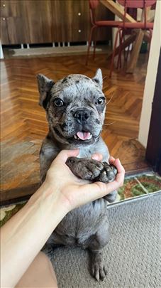 Francuski buldog, štene