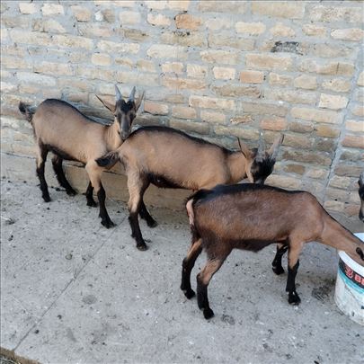 JARIĆI na prodaju