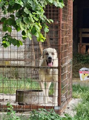 Kangal na Prodaju