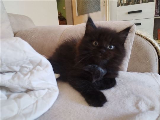 Maine Coon , dečak