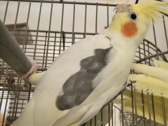 Poklanjam nimfe