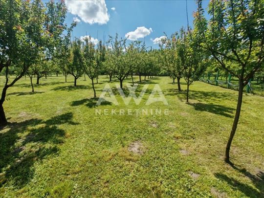 Apatin. Voćnjak ili 3 placa za vikendicu