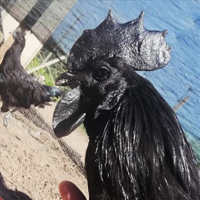 Ayam Cemani trio 2+1