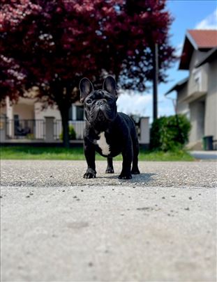 Francuski buldog stenci - musko 5,5 top line 