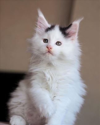 Maine Coon , mače