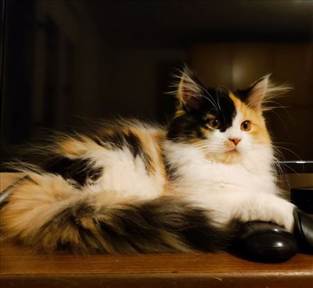 Maine Coon , mače