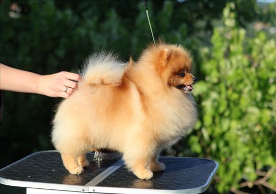 Pomeranac - za parenje