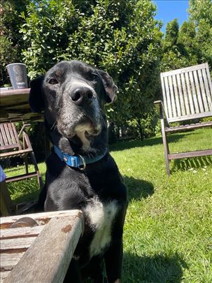 Savršeni Marfi traži dom