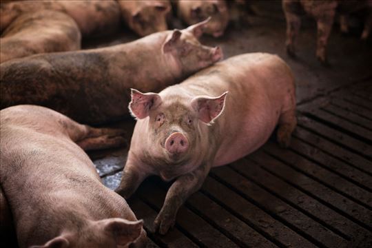 Krmača (oko 300 kg) na prodaju 