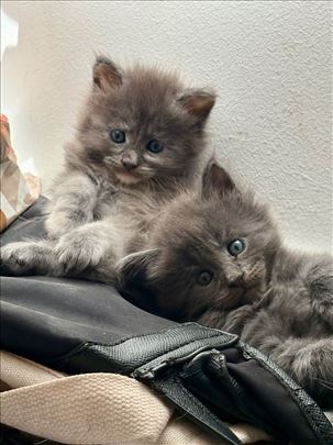 Maine Coon, mače