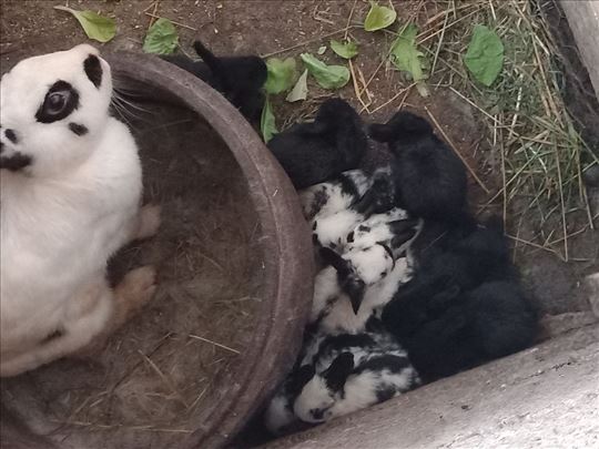 Zečica i 6 mladih