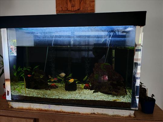 Akvarijum sa komplet ribicama i opremom