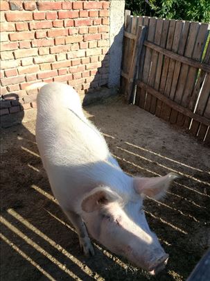 Krmaca na prodaju