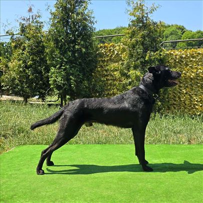 Xoloitzcuintli, mužjak