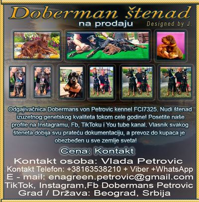 Doberman , štene