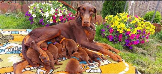Doberman, štene