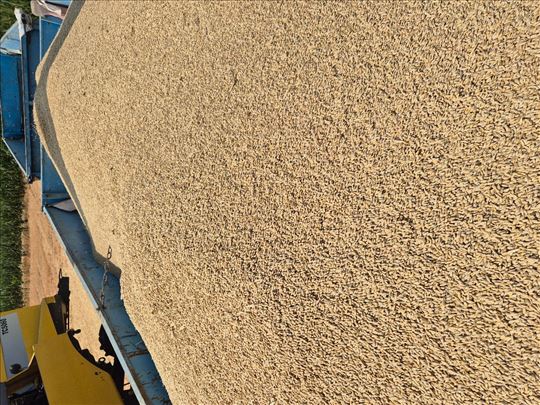 Ječam dvoredi, Starčevo