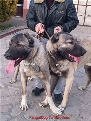 Kangal, štene