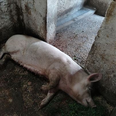 Krmača na prodaju 