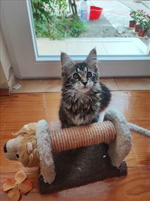 Maine Coon , mače (Akcija)