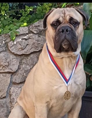 Bullmastiff za parenje