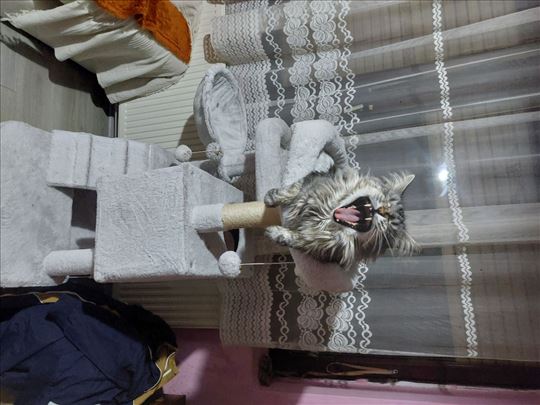 Maine Coon mačak za parenje