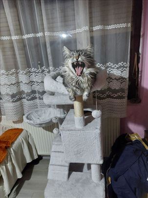 Maine Coon mačak za parenje