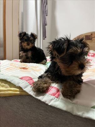 Mini jorkširski terijer, muški štenci