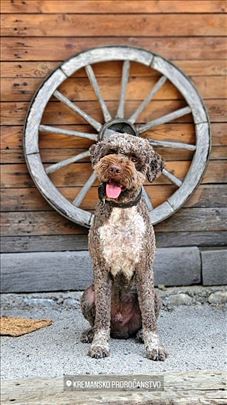 Lagotto - Grand šampion spreman za parenje