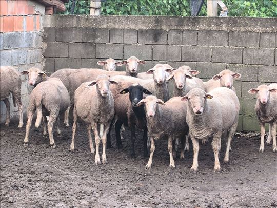 Ovce na prodaju i jaganjci 
