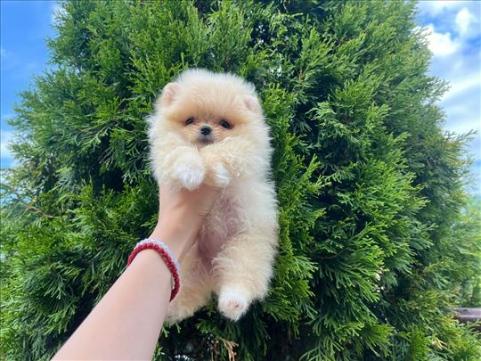 Pomeranac belo stene